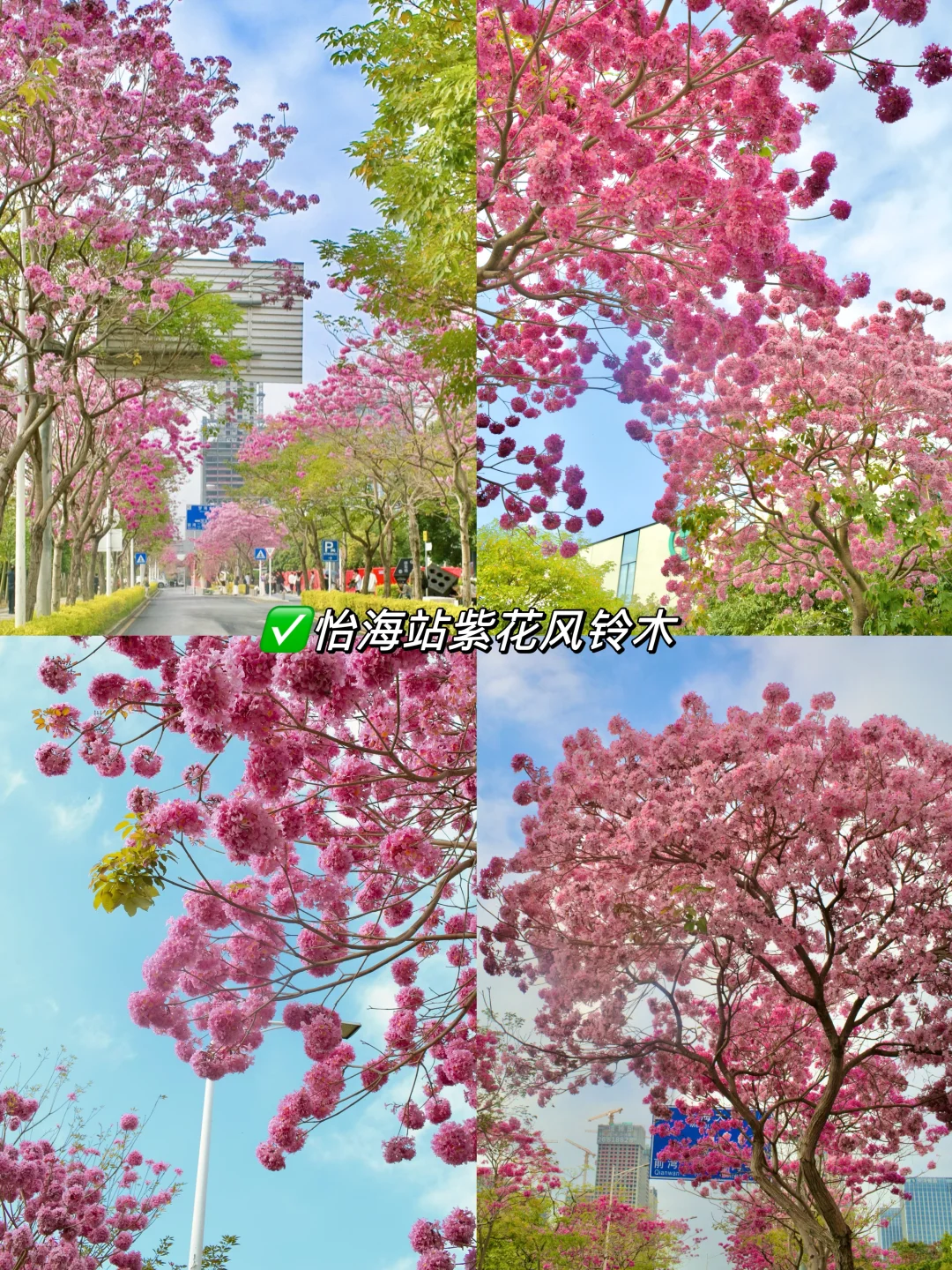 接下来深圳，堪称国内旅行天花板！附详细攻略