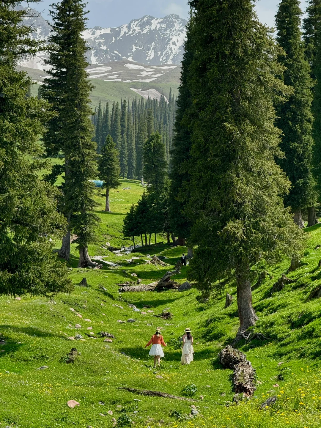 live图意义，终于找到了梦中的那片森林🌲