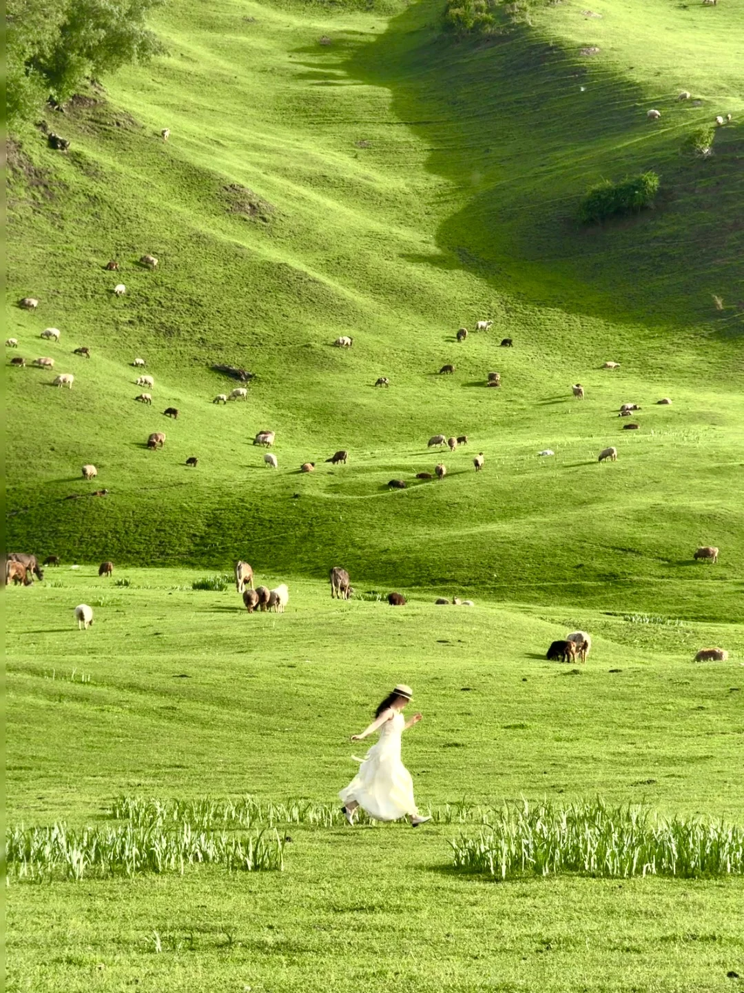 live图意义，终于找到了梦中的那片森林🌲