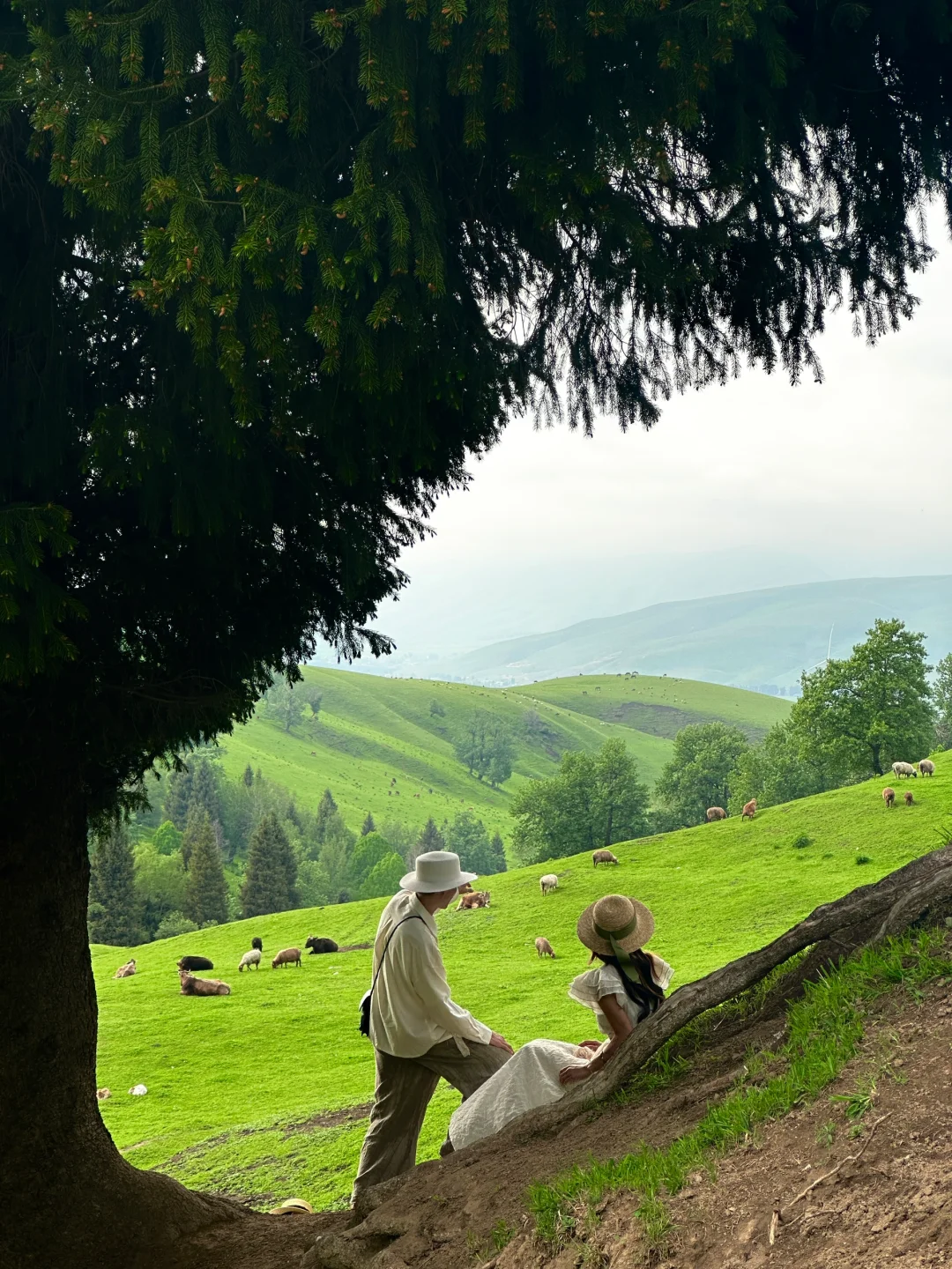 live图意义，终于找到了梦中的那片森林🌲