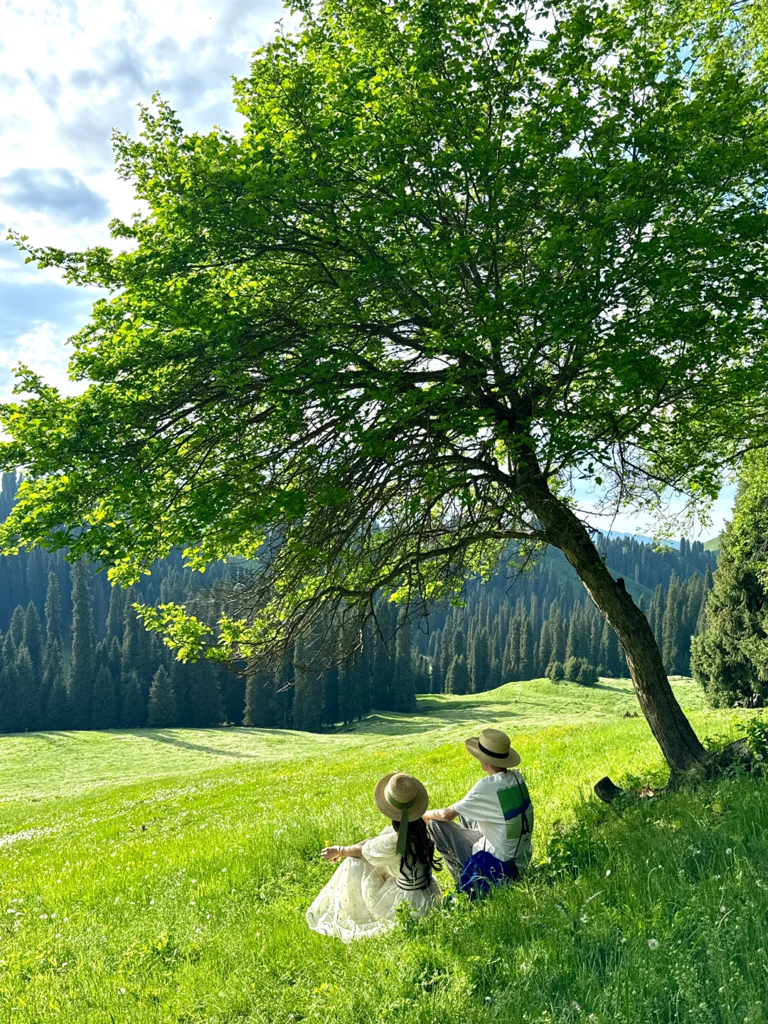 live图意义，终于找到了梦中的那片森林🌲