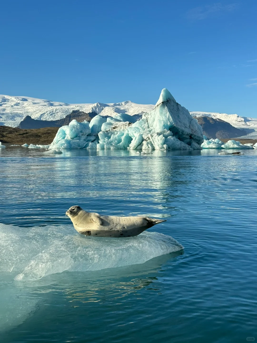 LIVE图让冰岛🇮🇸动了起来！