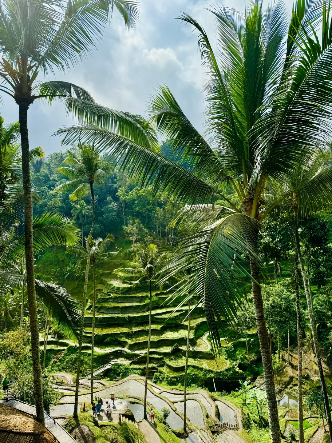 巴厘岛乌布网红梯田cretya打卡日