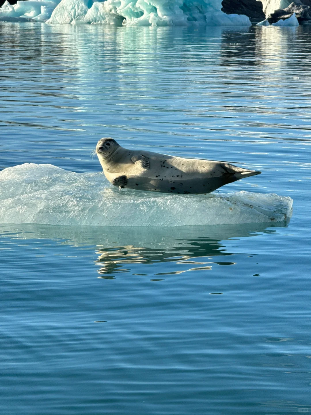 LIVE图让冰岛🇮🇸动了起来！