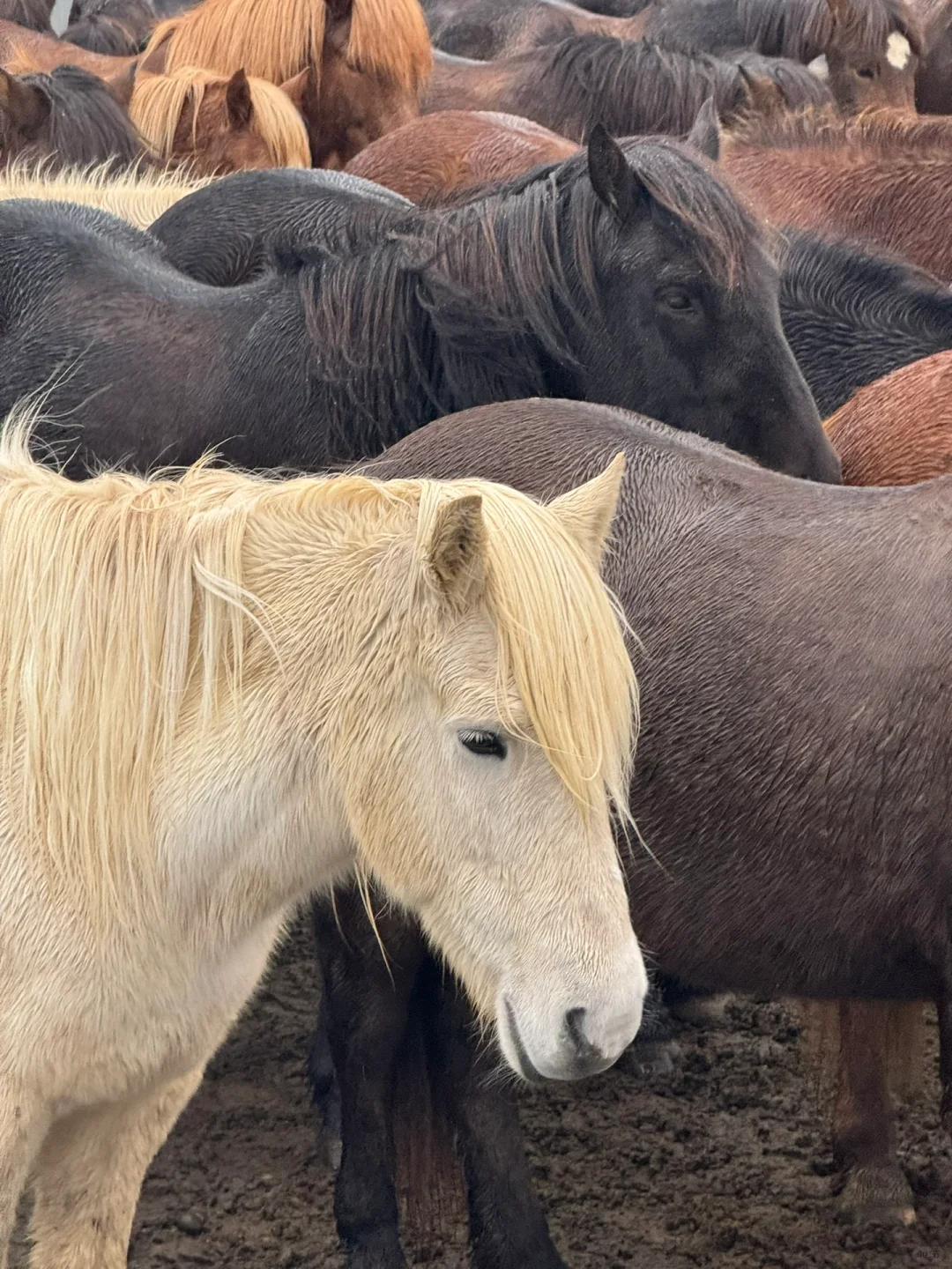 LIVE图让冰岛🇮🇸动了起来！