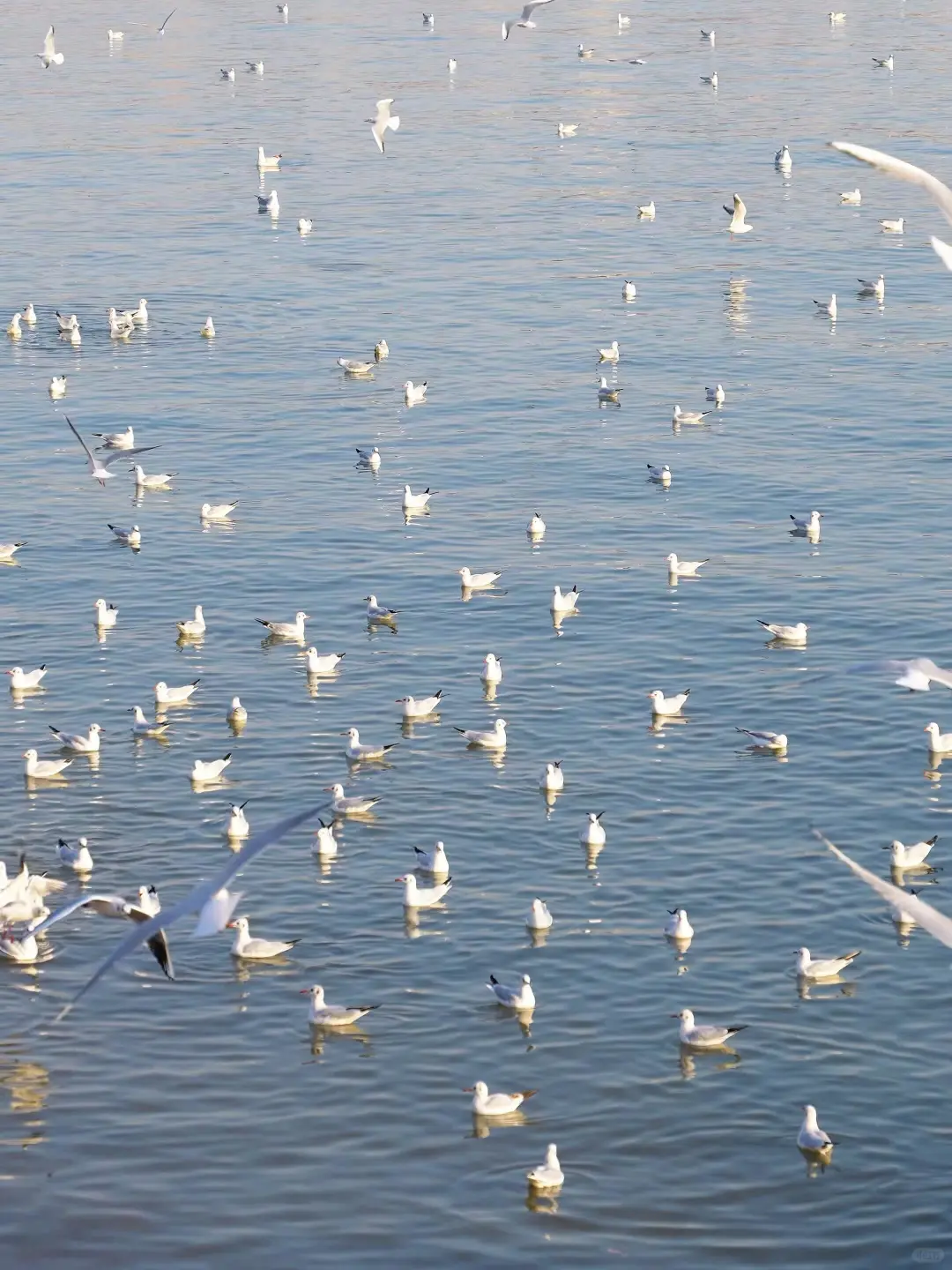 听劝🙋12-1月来青岛的姐妹🐎码住(巨全