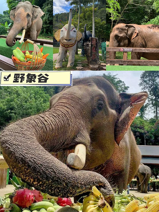 西双版纳7天6晚旅游攻略！✈全程不回头！