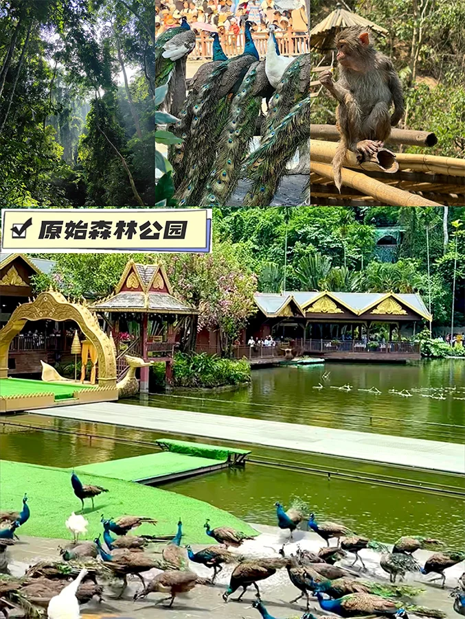 西双版纳7天6晚旅游攻略！✈全程不回头！