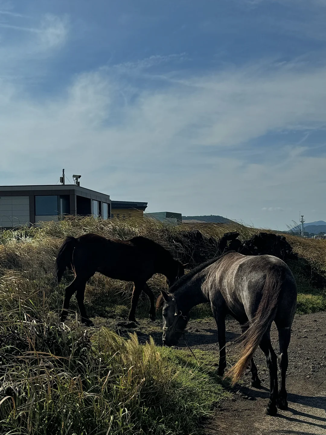 🇰🇷Jeju拍到了人生照片🏖️