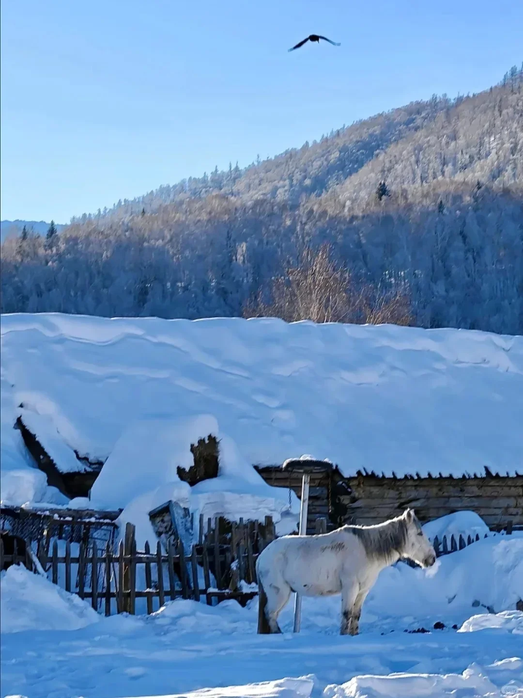 冬季最适合去的地方—新疆 简直了....