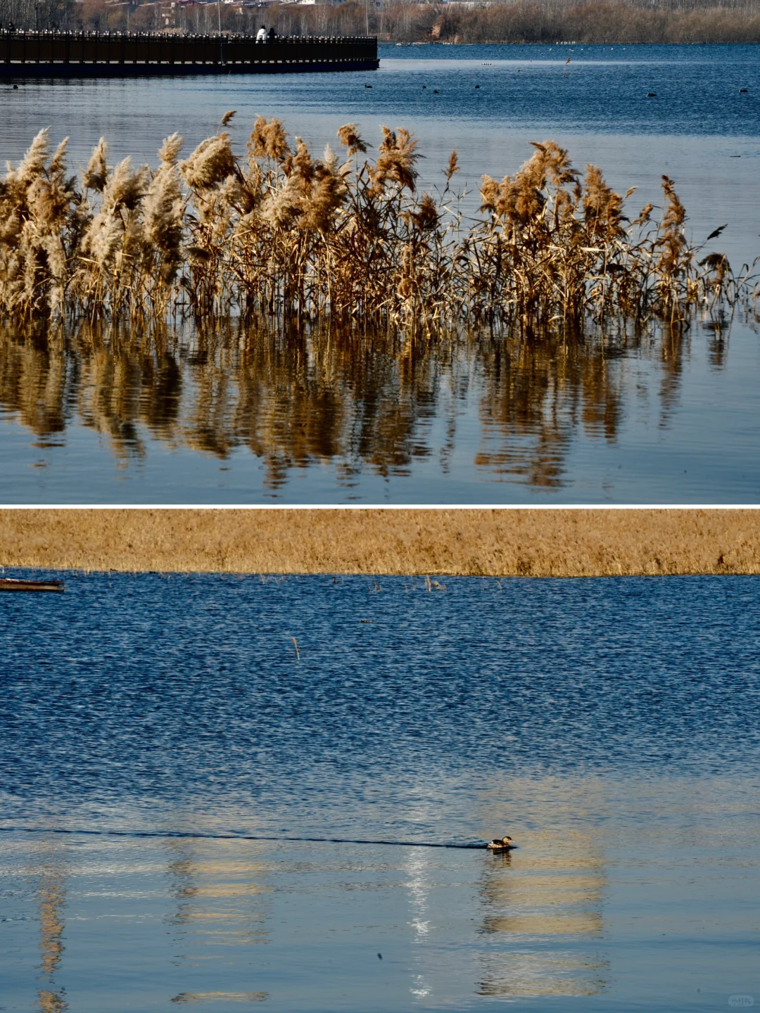 骗你去——河北邯郸2024.12.22