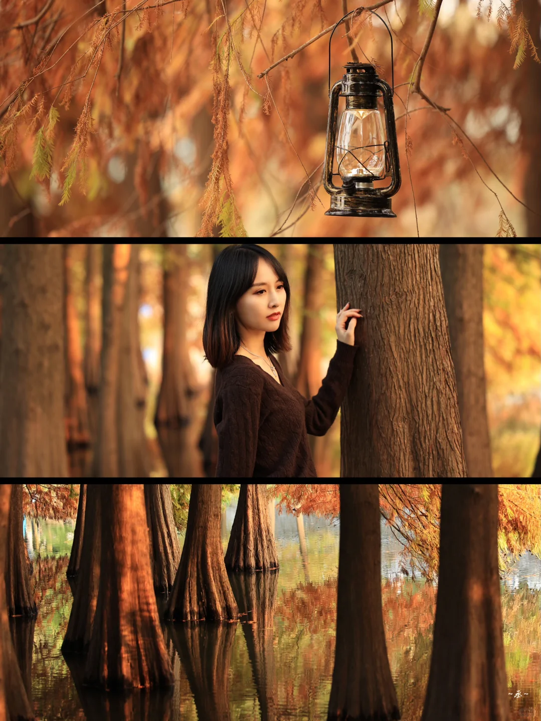 📸🌲🍂✨ 【 明孝陵燕雀湖·落羽杉 】