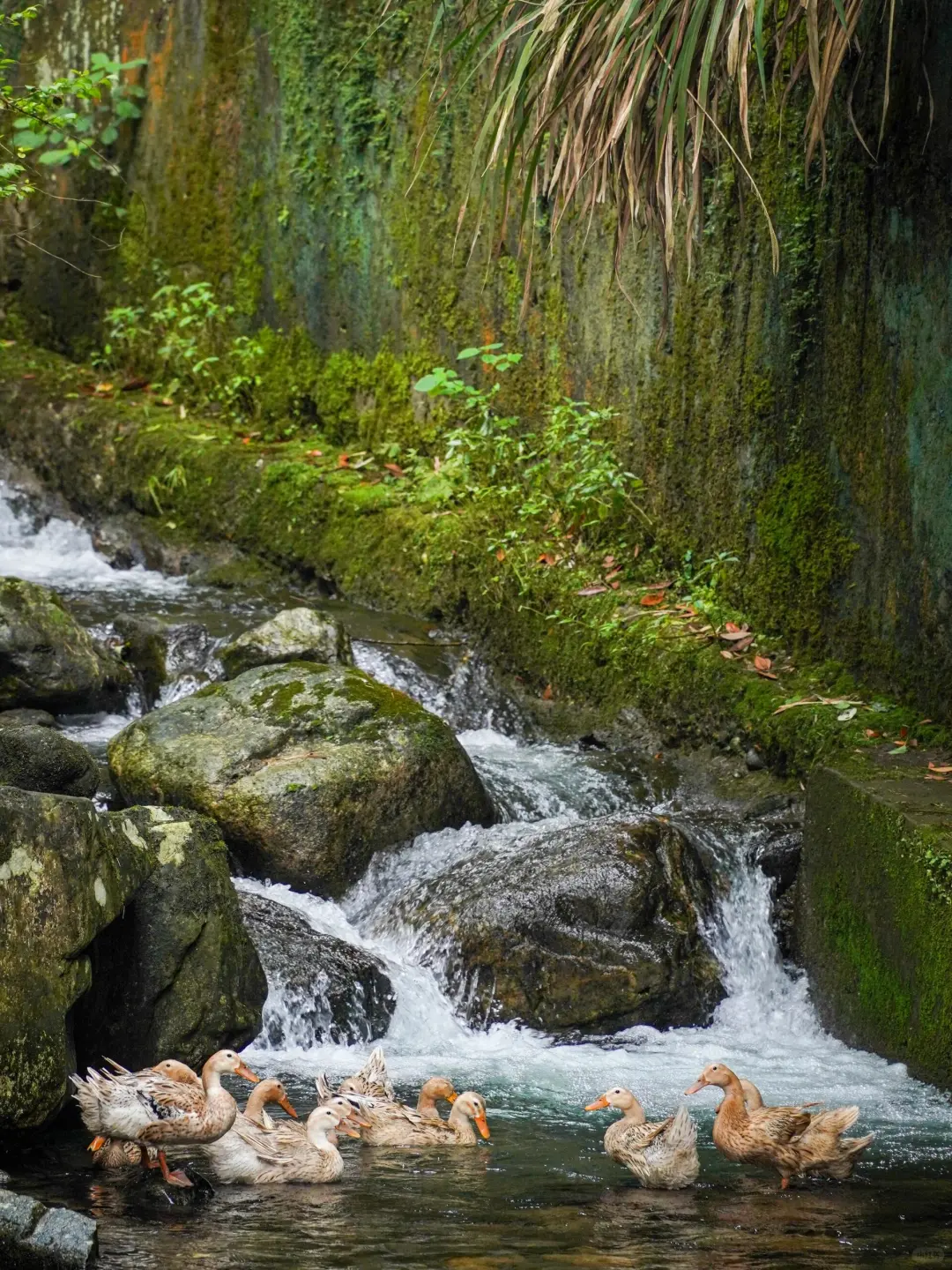 江西明月山是我一辈子最难忘的小众旅游景点