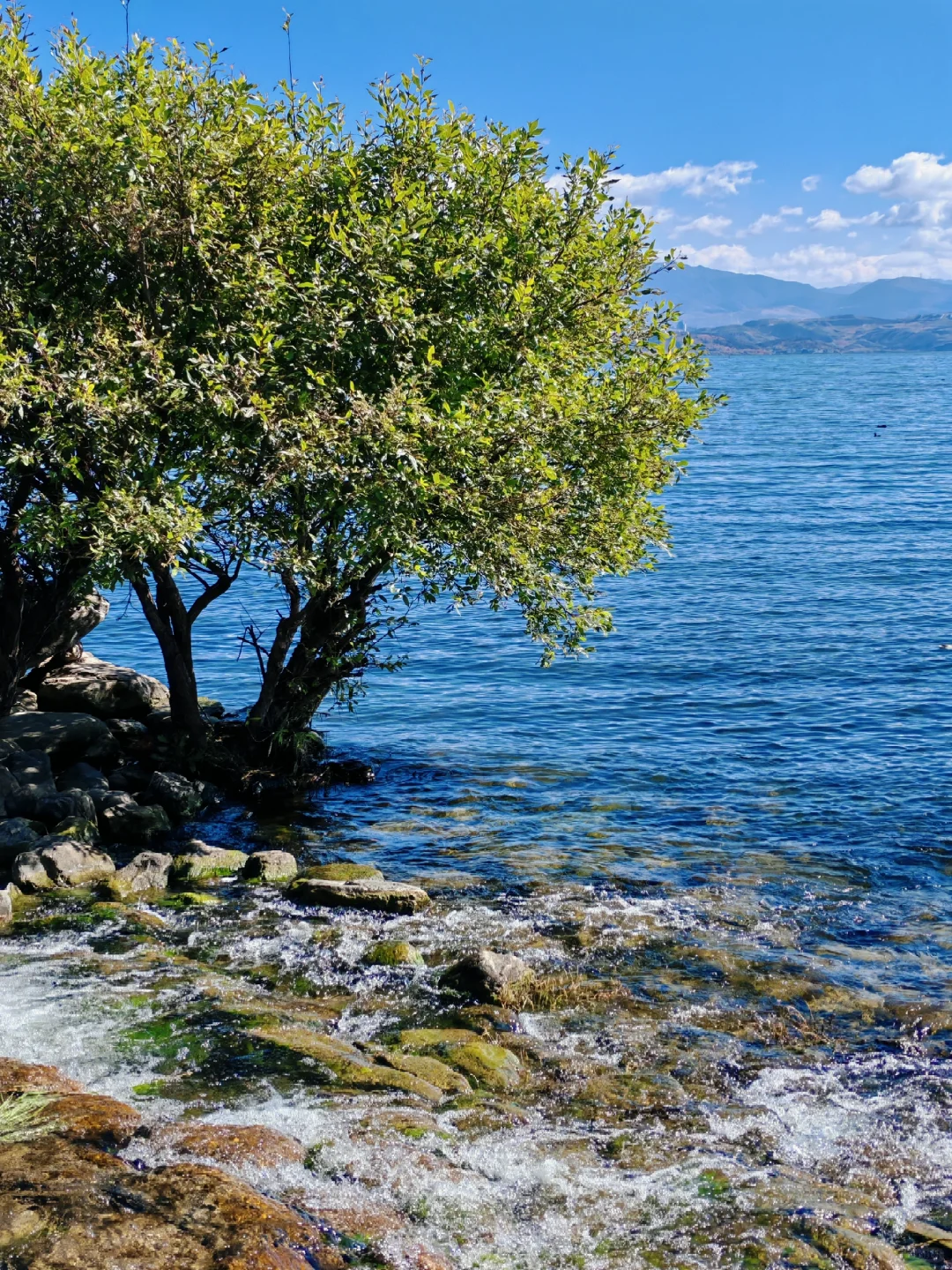 大理｜洱海生态廊道观光车值得坐吗