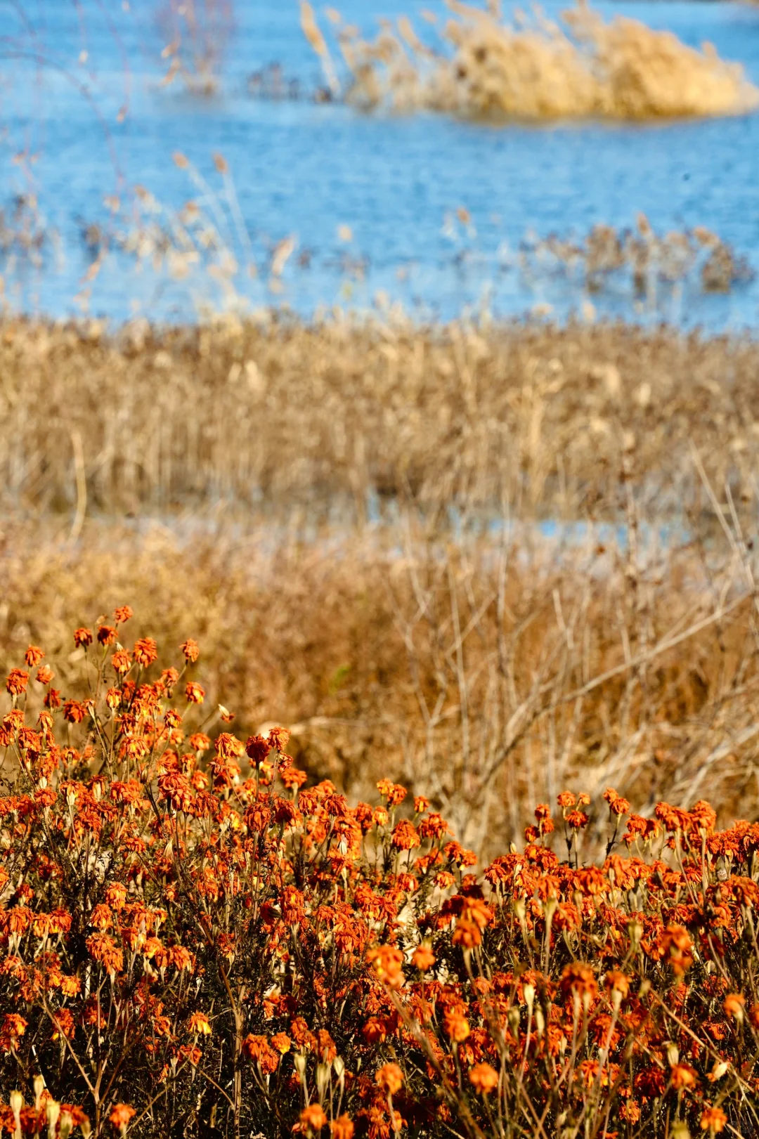 骗你去——河北邯郸2024.12.22