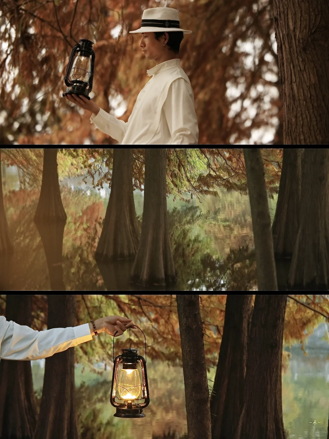 📸🌲🍂✨ 【 明孝陵燕雀湖·落羽杉 】