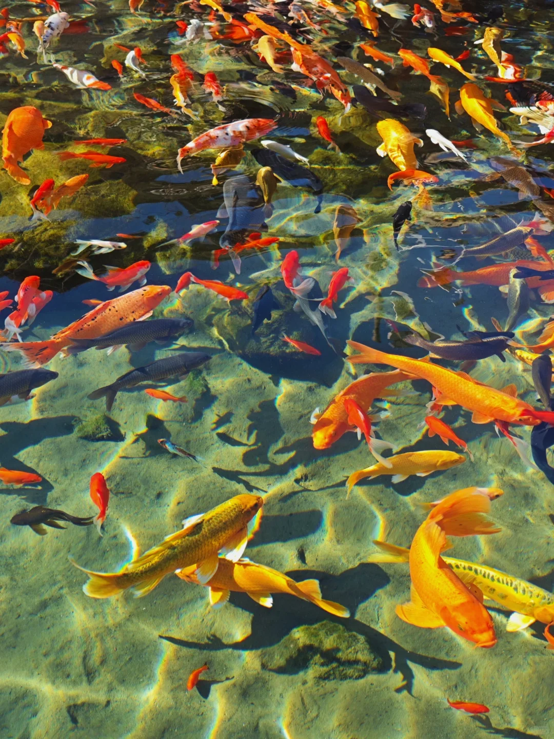 水至清则好多鱼