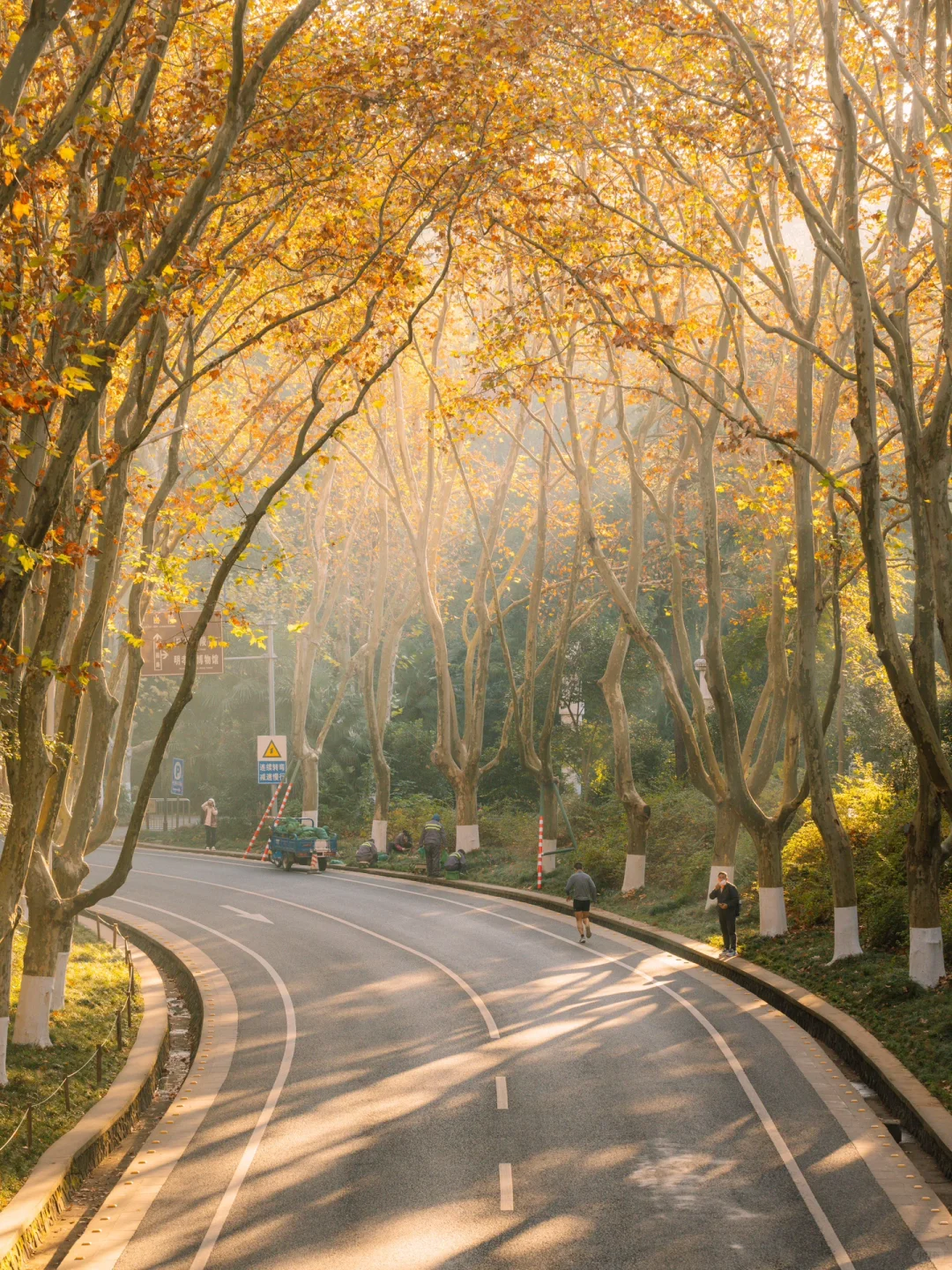 我宣布！没有一个城市比南京更懂得秋天‼️