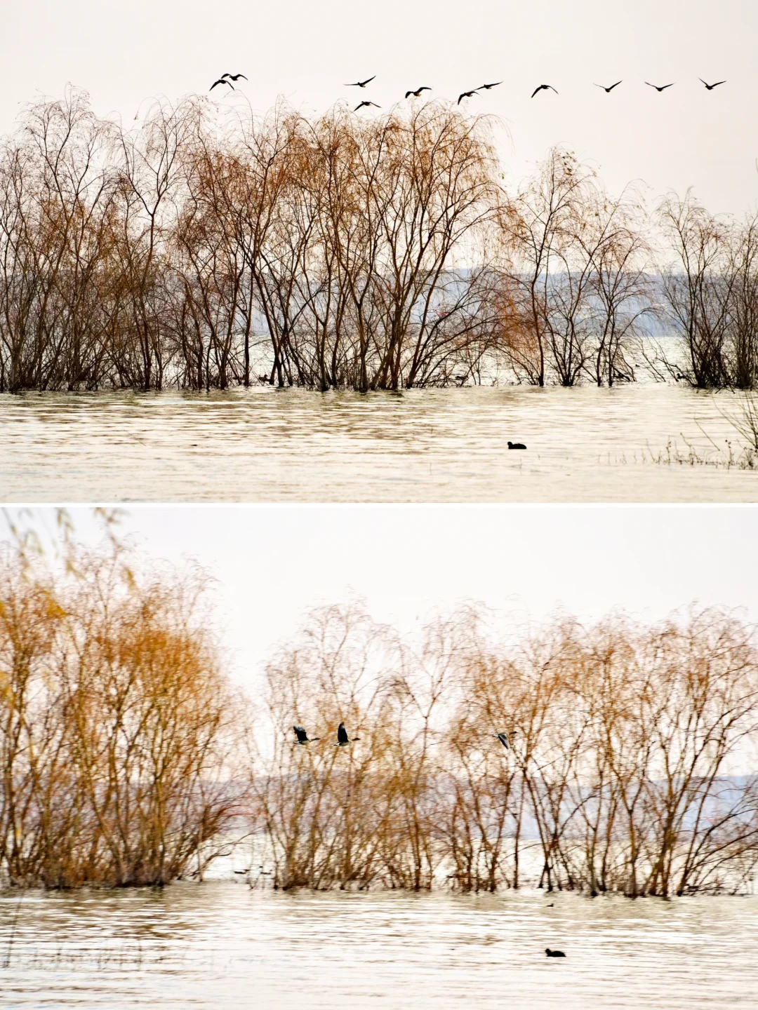 骗你去——河北邯郸2024.12.22