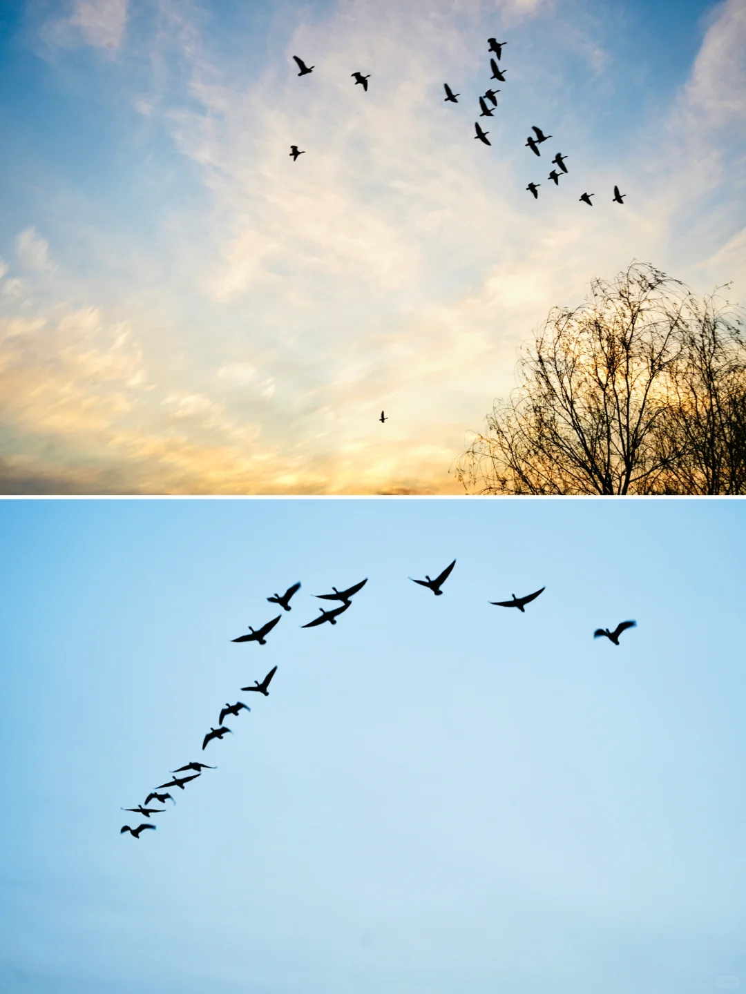 骗你去——河北邯郸2024.12.22