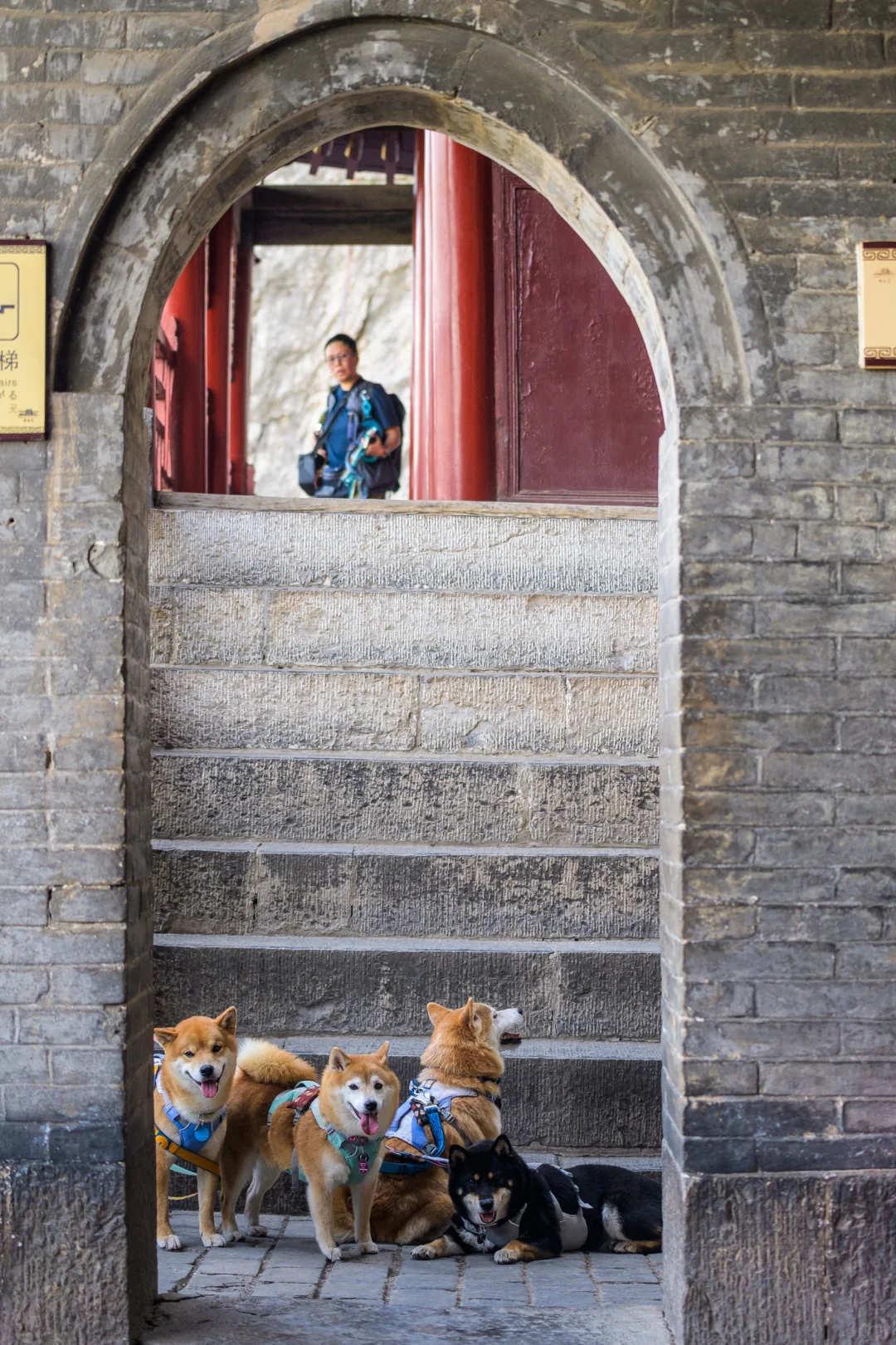 小狗们的仙剑奇侠传|宠物友好5A景区|邯郸