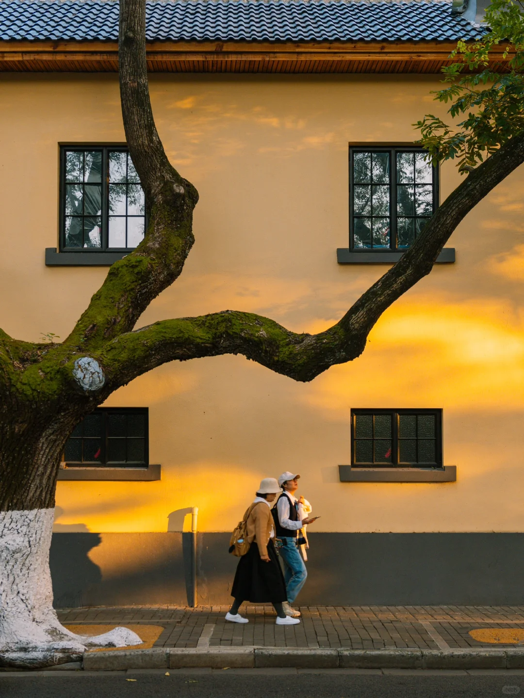 我宣布！没有一个城市比南京更懂得秋天‼️