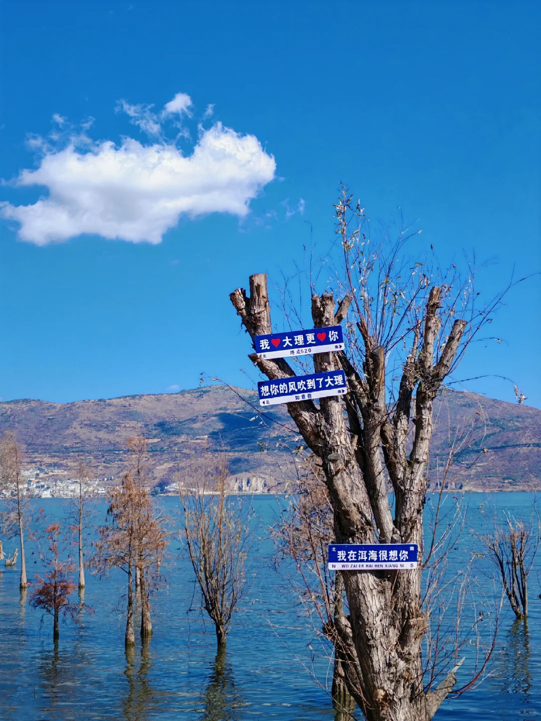 大理｜洱海生态廊道观光车值得坐吗