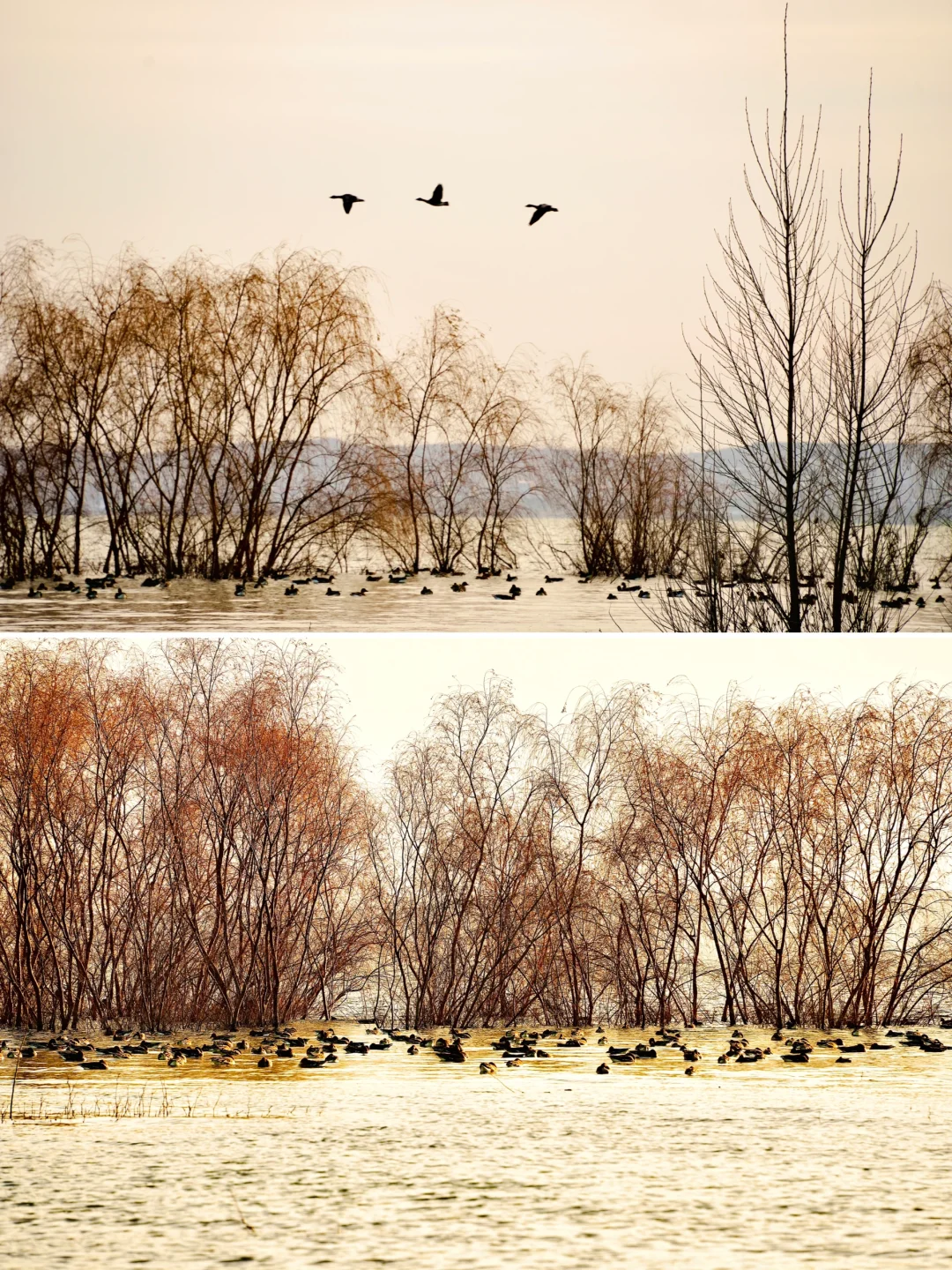 骗你去——河北邯郸2024.12.22