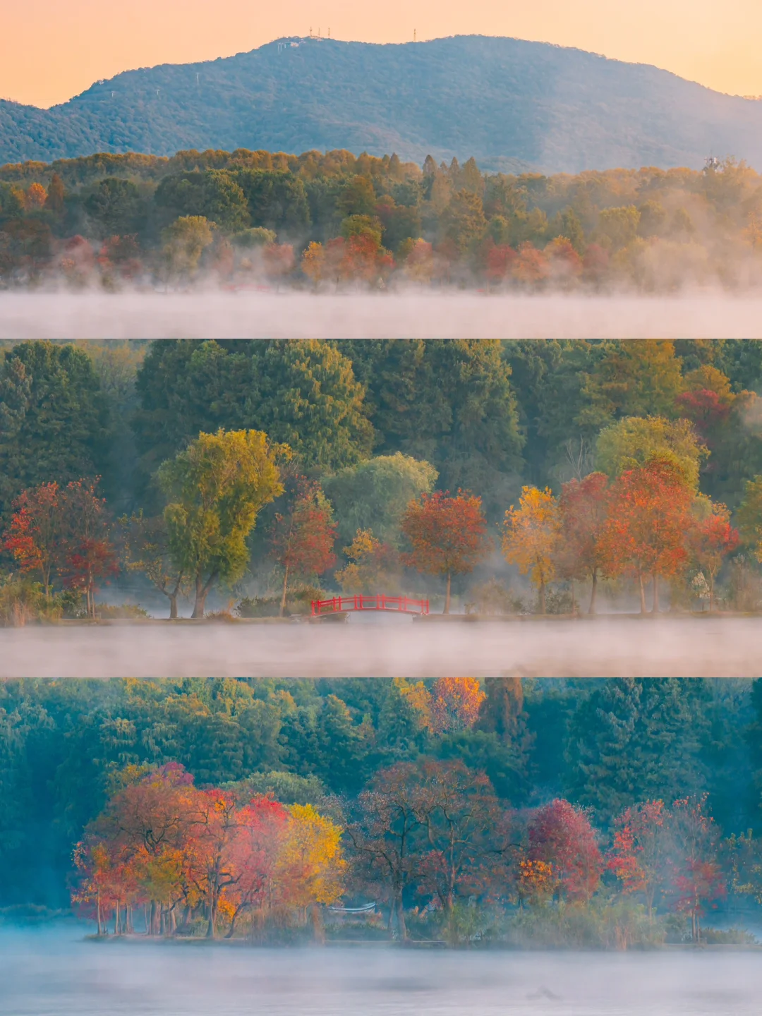 我宣布！没有一个城市比南京更懂得秋天‼️