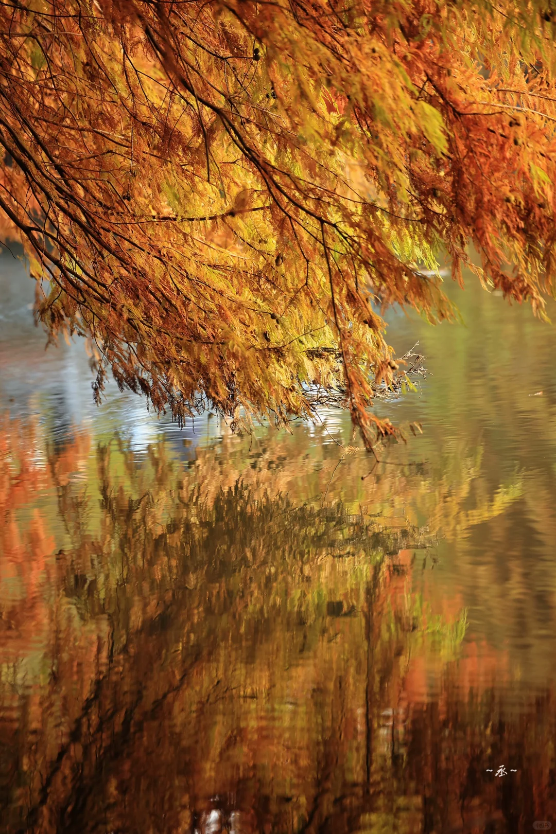 📸🌲🍂✨ 【 明孝陵燕雀湖·落羽杉 】