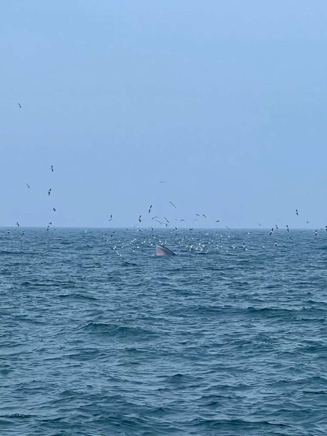 北海实况！崩溃预警，12-2月来的😭姐妹听劝