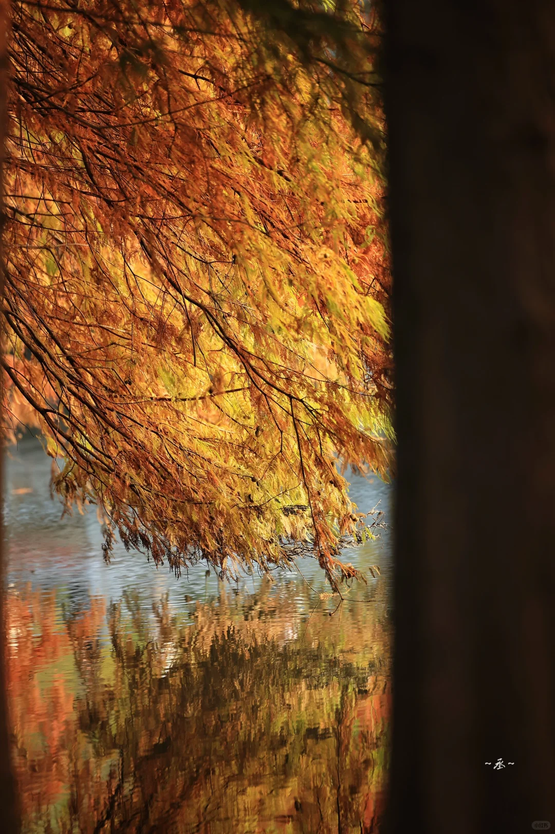 📸🌲🍂✨ 【 明孝陵燕雀湖·落羽杉 】