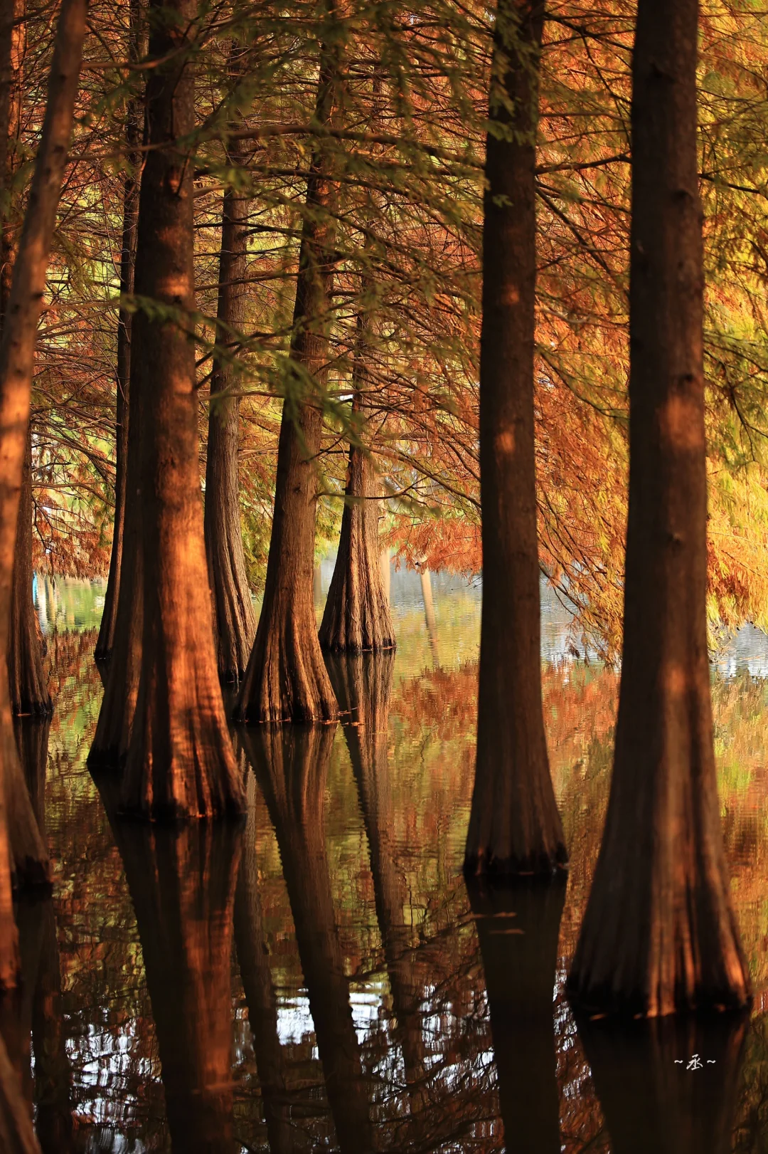 📸🌲🍂✨ 【 明孝陵燕雀湖·落羽杉 】
