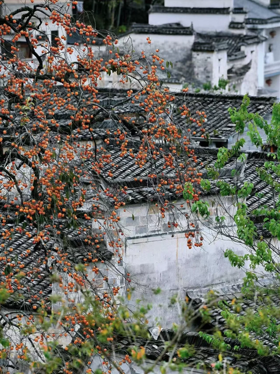 后悔没早点来徽州,小红书跟风最成功的一次