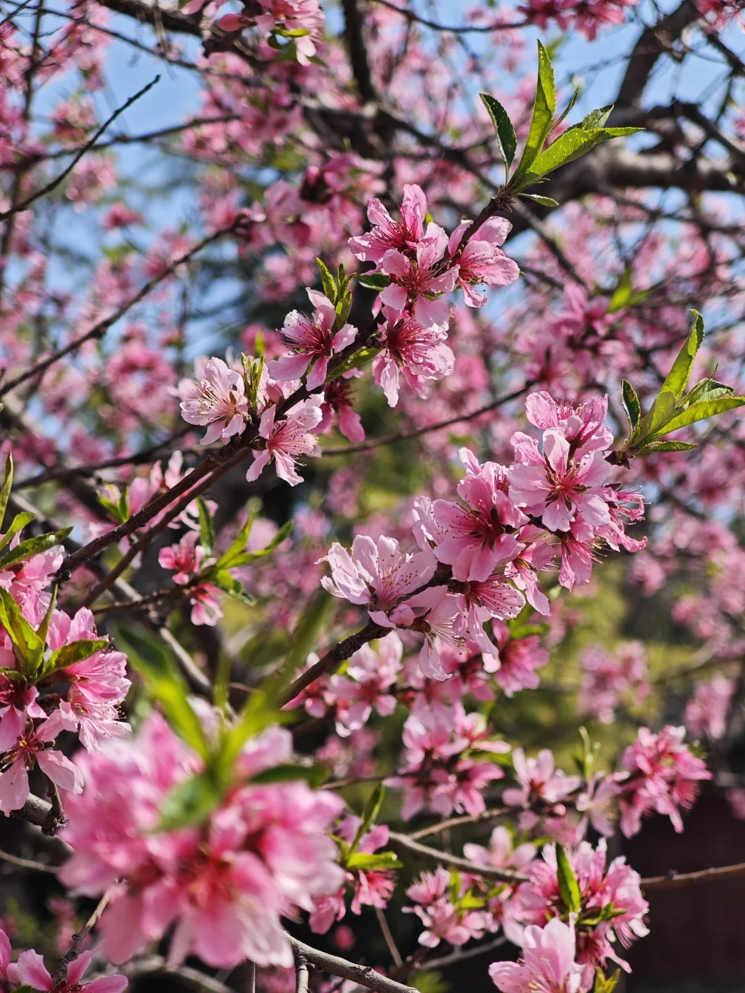 超实用👍邯郸.响堂山石窟风景区出行攻略