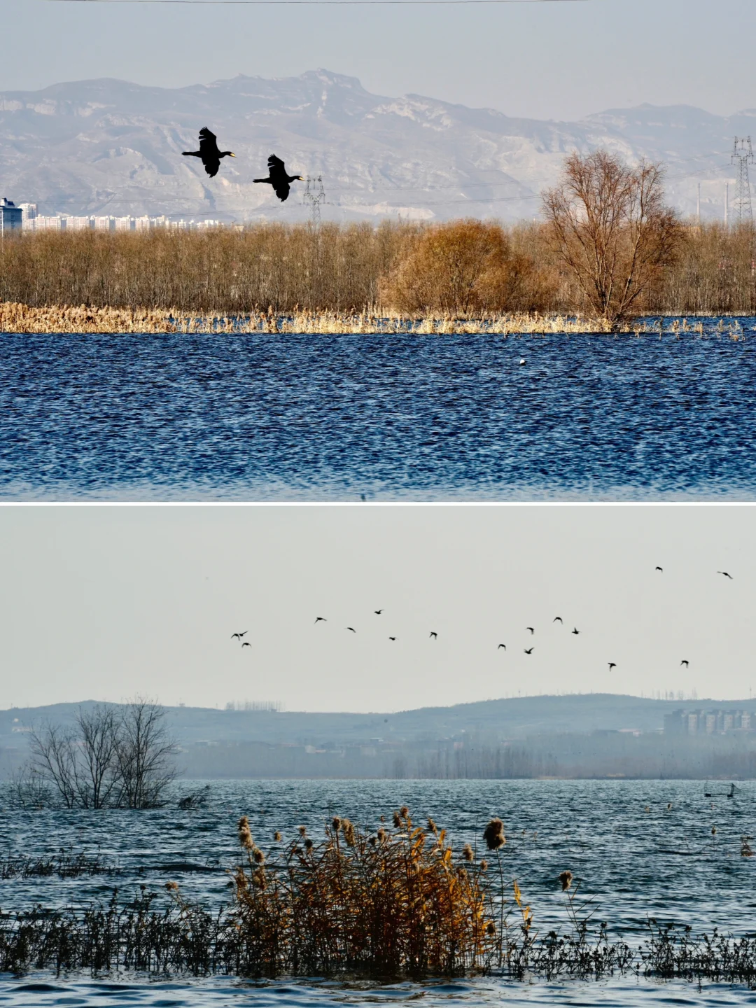 骗你去——河北邯郸2024.12.22