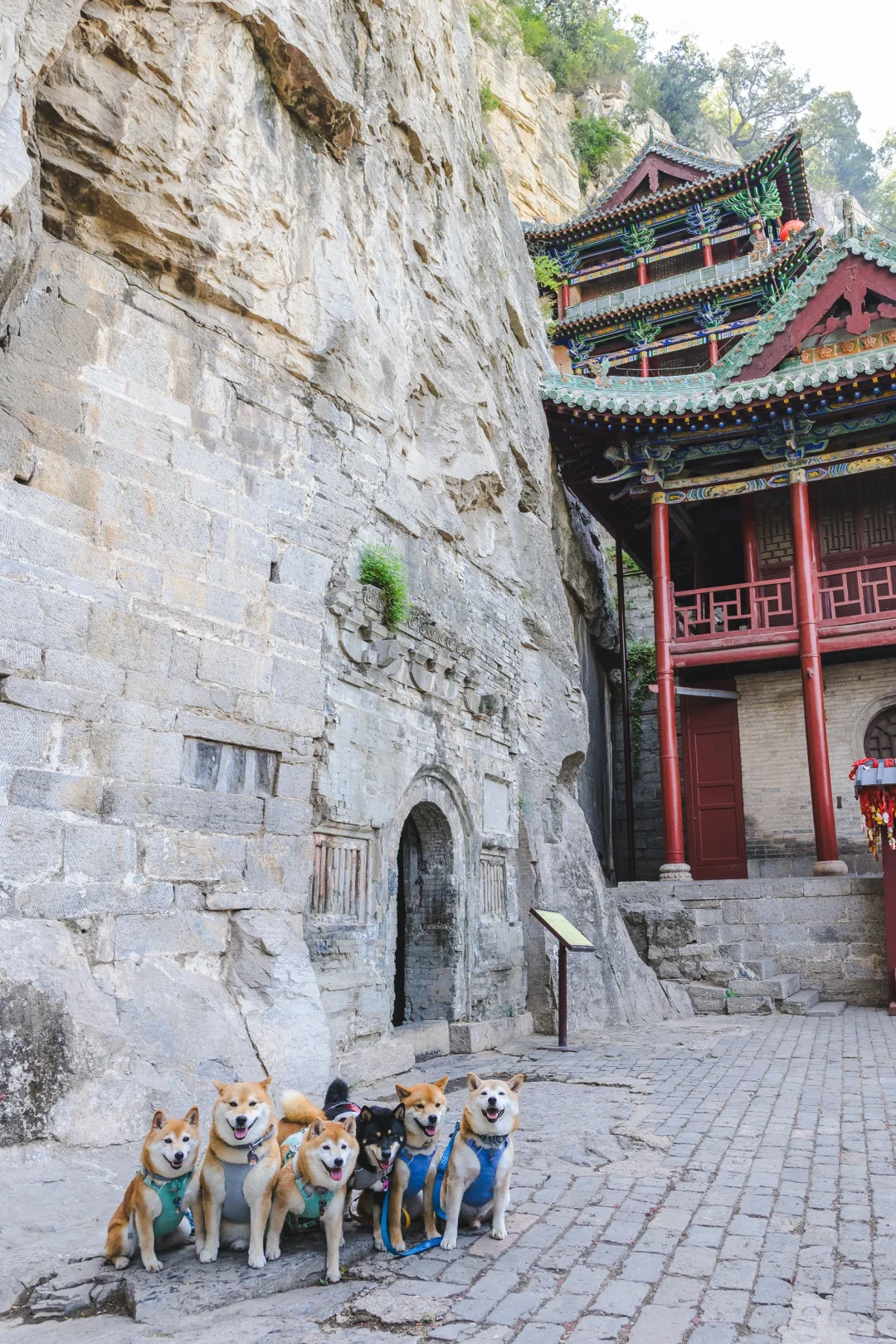 小狗们的仙剑奇侠传|宠物友好5A景区|邯郸