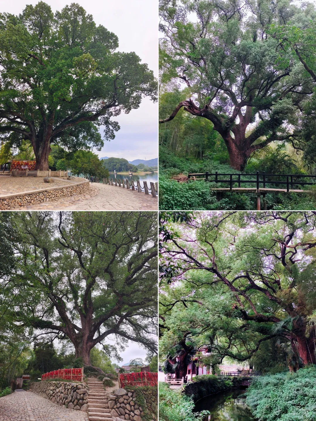 瓯江最美的一段〡丽水古堰画乡详细攻略