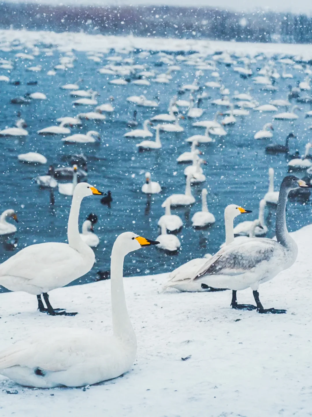 写给12-2月去威海看雪的姐妹！超全攻略👇