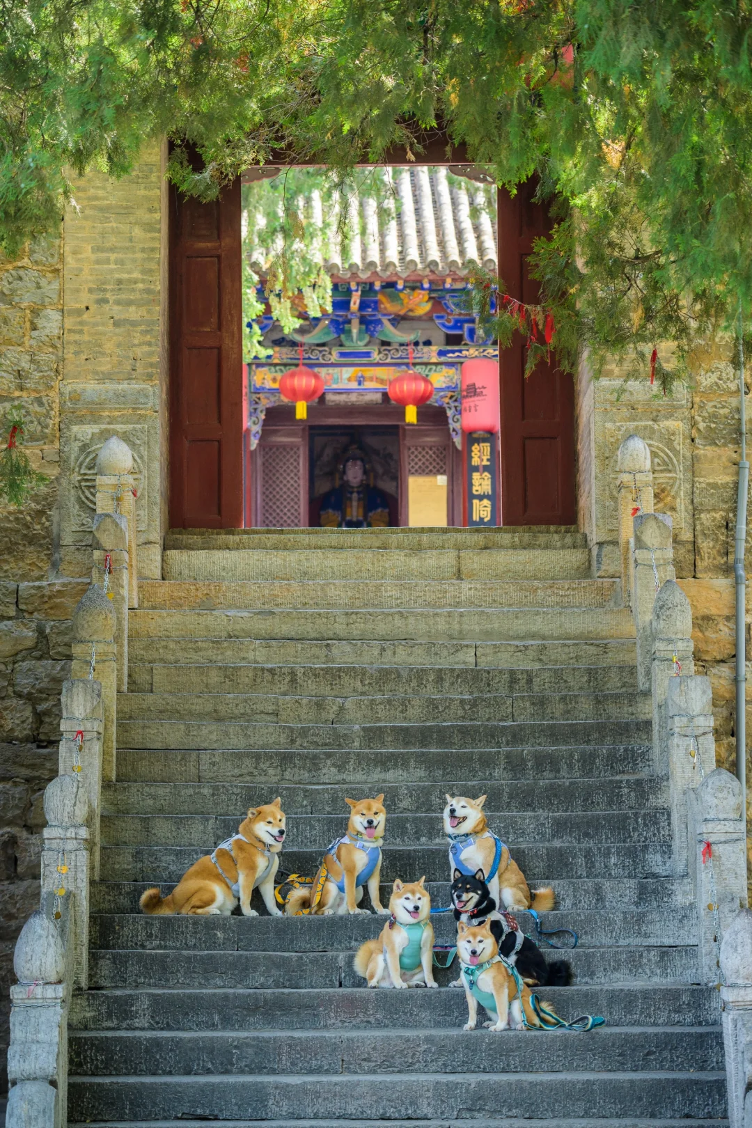 小狗们的仙剑奇侠传|宠物友好5A景区|邯郸