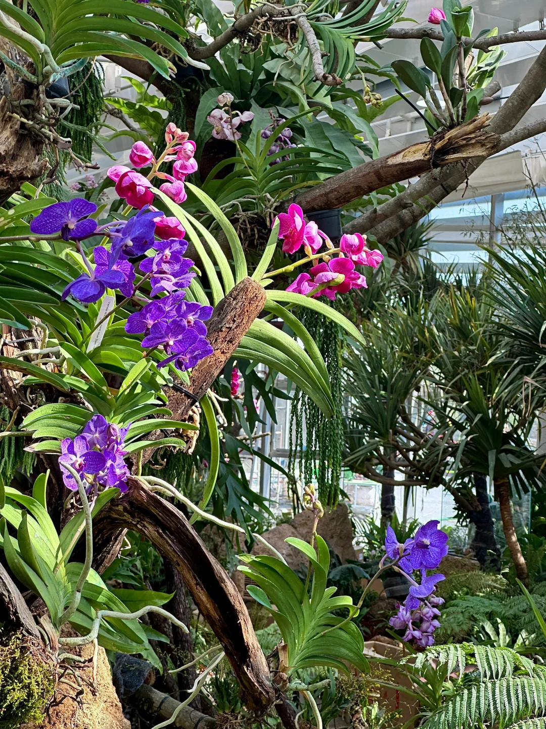 福州三江口植物园实况live㊙️游玩指南📸机位