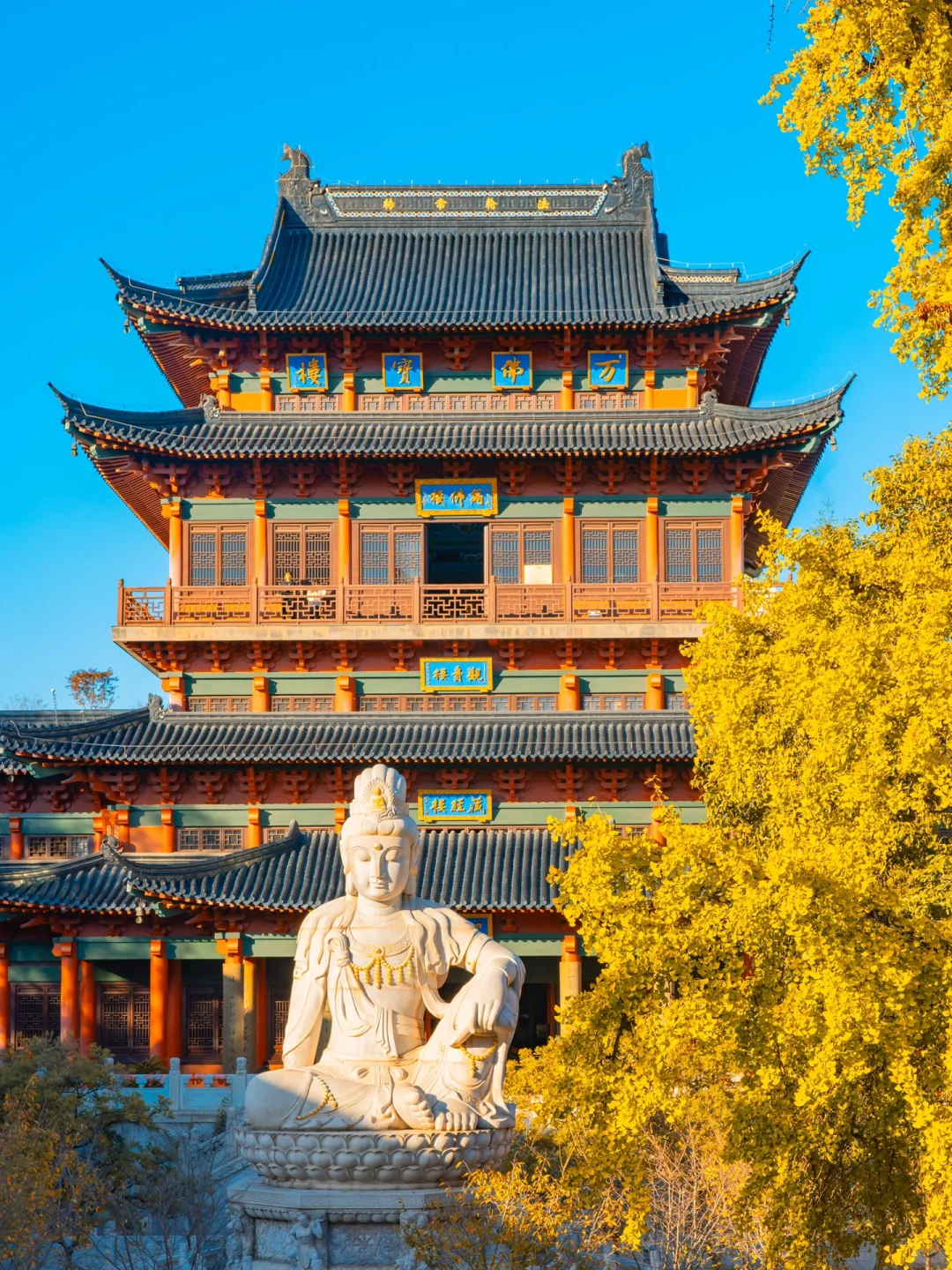 我宣布！没有一个城市比南京更懂得秋天‼️