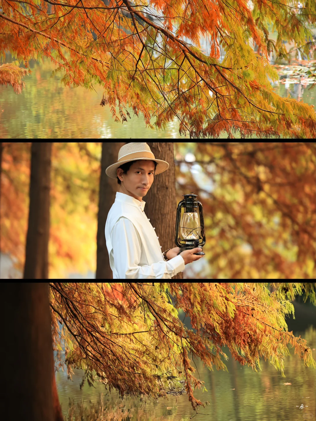 📸🌲🍂✨ 【 明孝陵燕雀湖·落羽杉 】