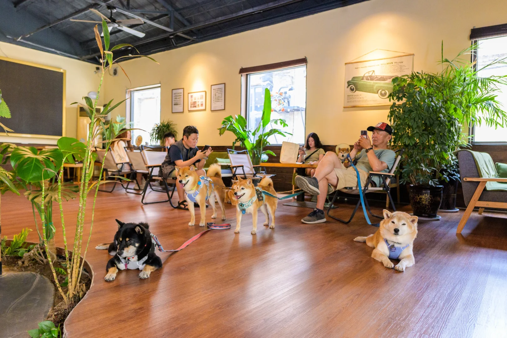 小狗们的仙剑奇侠传|宠物友好5A景区|邯郸