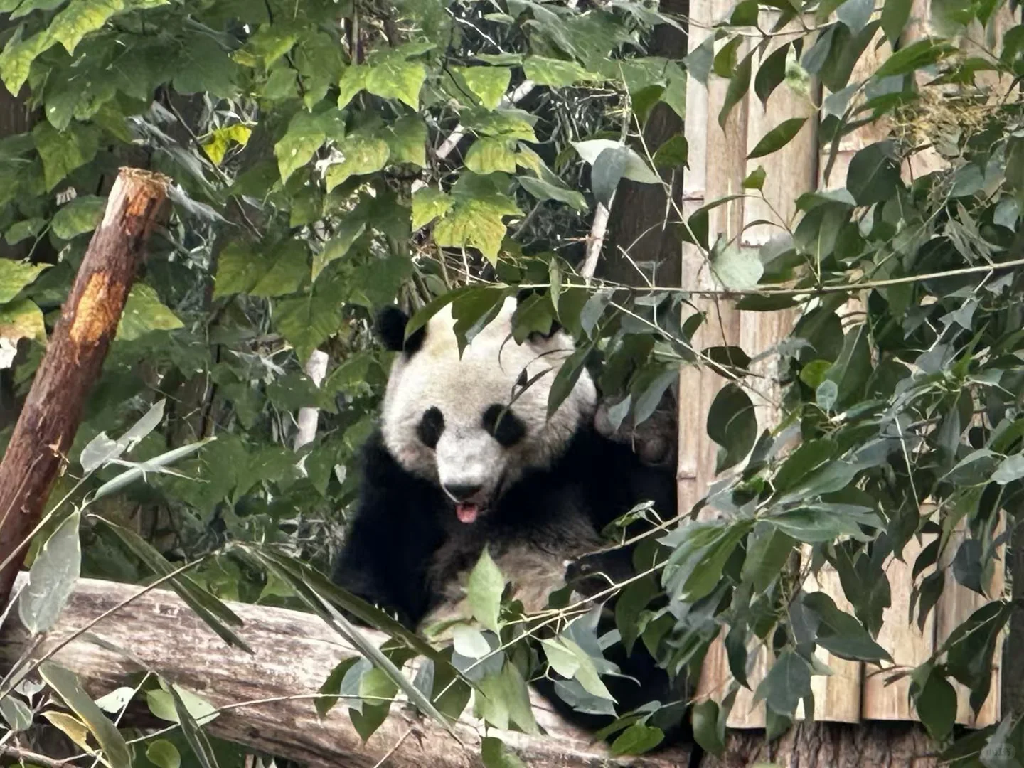 不看后悔的成都特种兵旅游攻略!