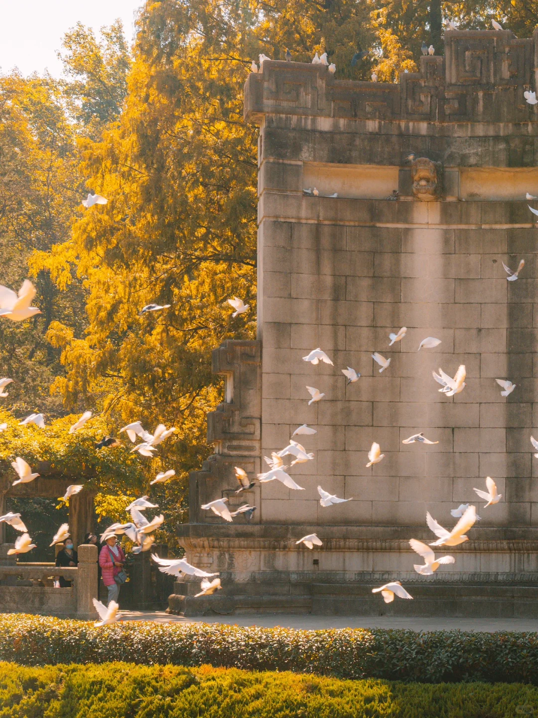 我宣布！没有一个城市比南京更懂得秋天‼️