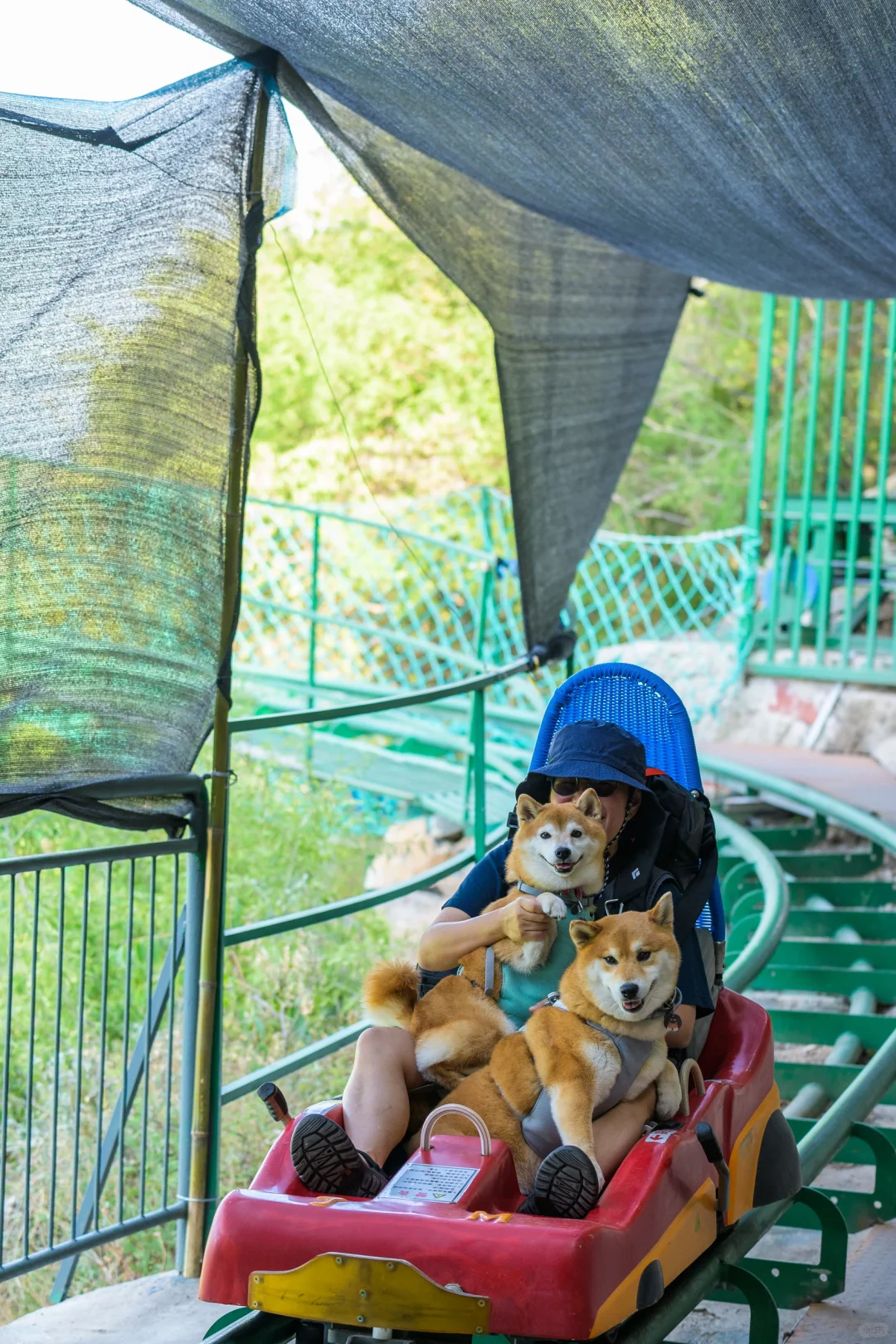 小狗们的仙剑奇侠传|宠物友好5A景区|邯郸