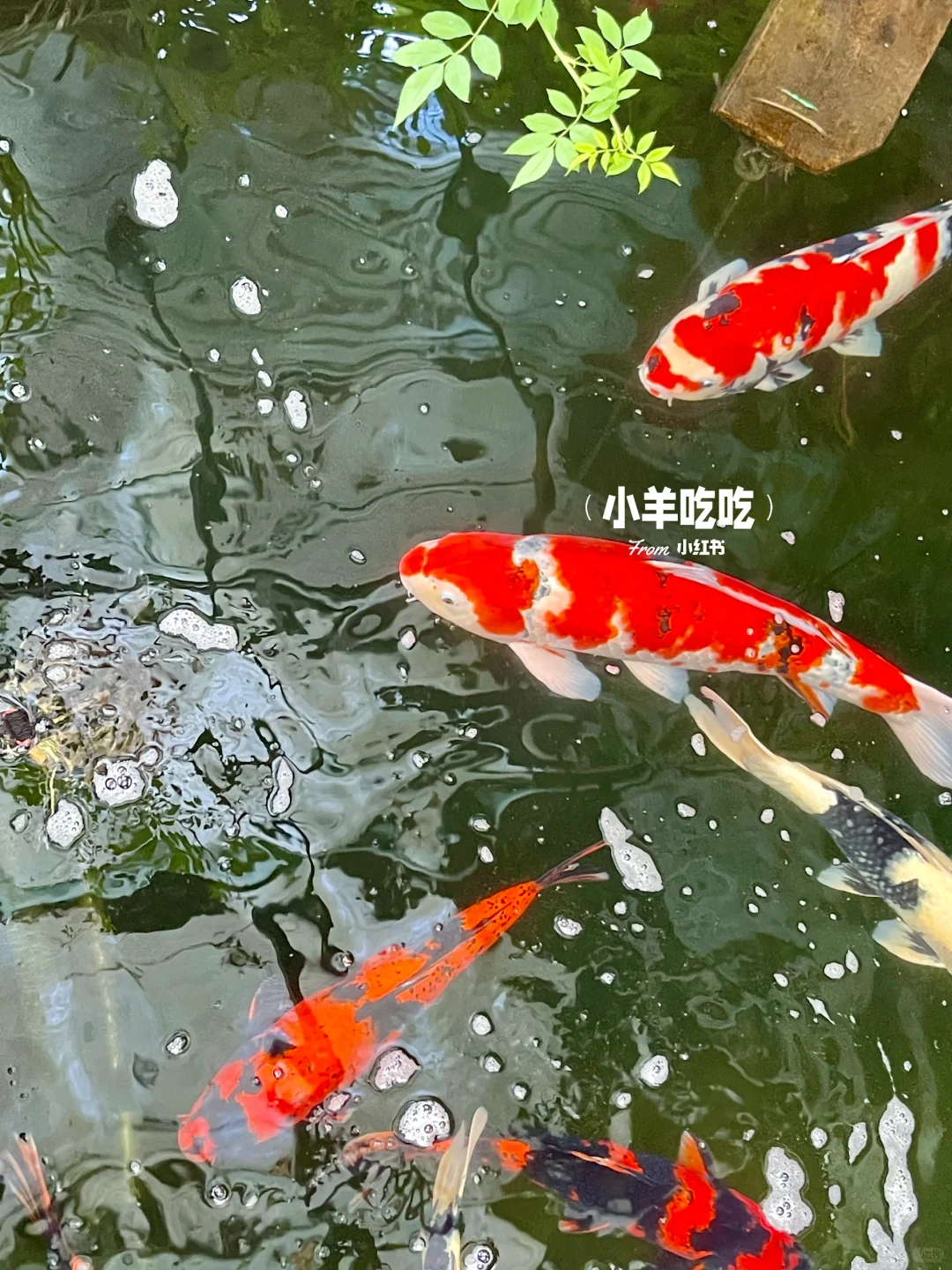 有一种不在邯郸的美（不是）……