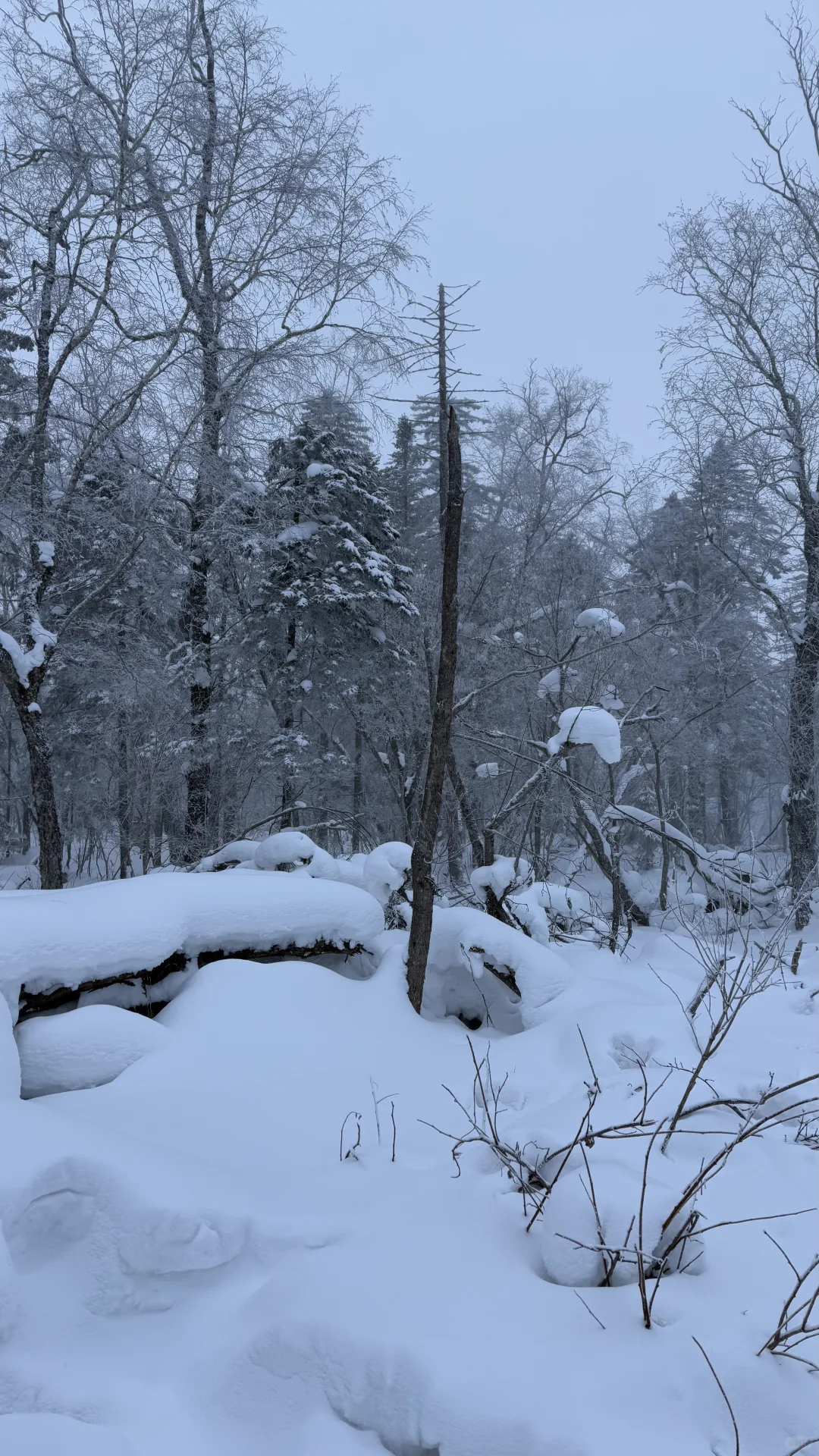 ❄️一篇看懂雪岭和老里克湖怎么选