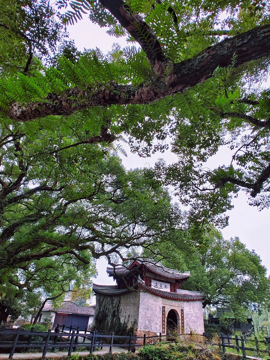 瓯江最美的一段〡丽水古堰画乡详细攻略